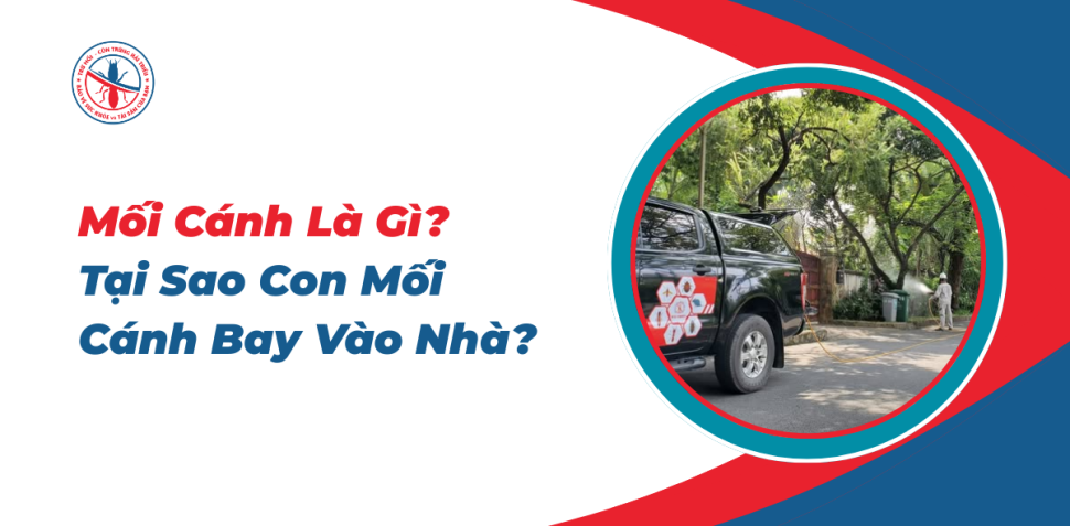 Moi-Canh-La-Gi-Tai-Sao-Con-Moi-Canh-Bay-Vao-Nha