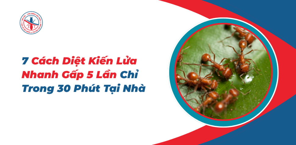 7-Cach-Diet-Kien-Lua-Nhanh-Gap-5-Lan-Chi-Trong-30-Phut-Tai-Nha