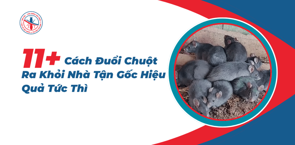 Cach-Duoi-Chuot-Ra-Khoi-Nha-Tan-Goc-Hieu-Qua-Tuc-Thi
