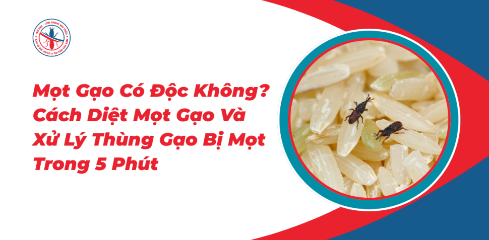 Mot-Gao-Co-Doc-Khong-Cach-Diet-Mot-Gao-Va-Xu-Ly-Thung-Gao-Bi-Mot-Trong-5-Phut