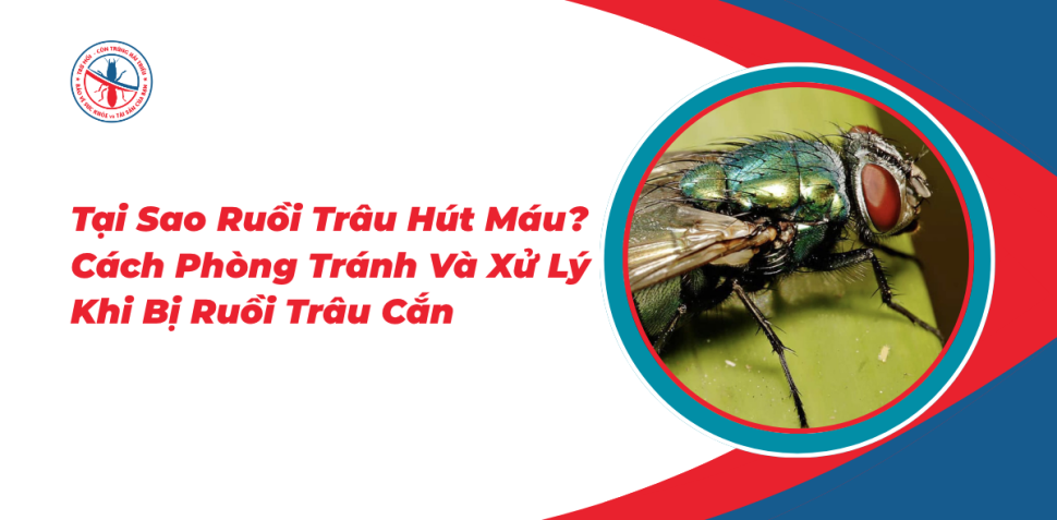 Tai-Sao-Ruoi-Trau-Hut-Mau-Cach-Phong-Tranh-Va-Xu-Ly-Khi-Bi-Ruoi-Trau-Can