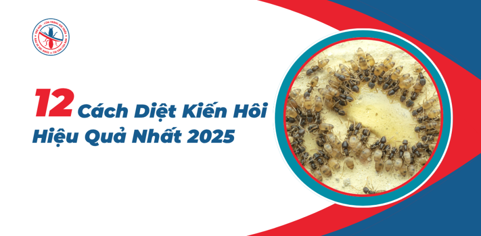 Kien-Hoi-La-Gi-12-Cach-Diet-Kien-Hoi-Hieu-Qua-Nhat-2025