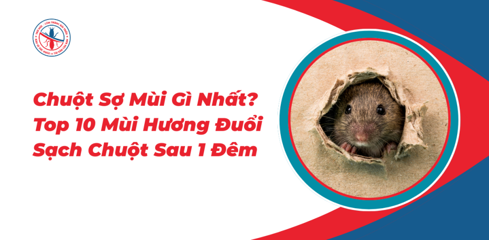 Chuot-So-Mui-Gi-Nhat-Top-10-Mui-Huong-Duoi-Sach-Chuot-Sau-1-Dem