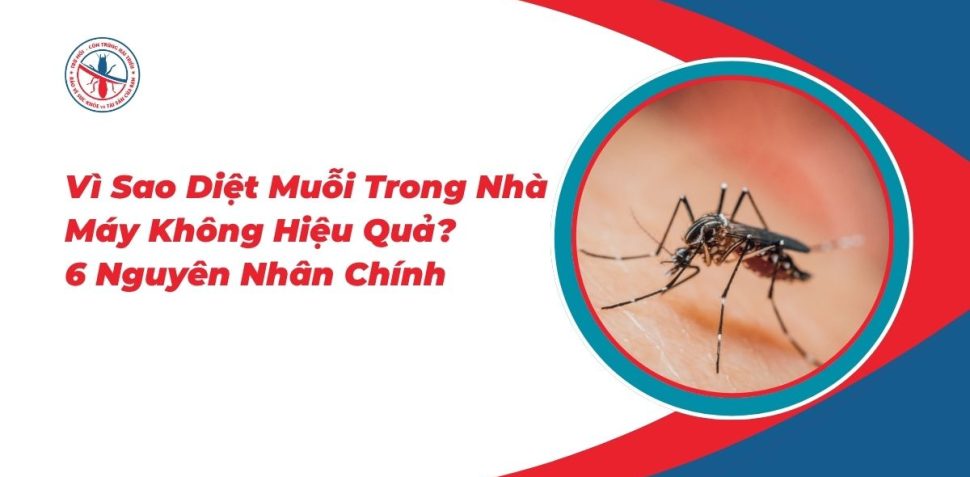 Vi-Sao-Diet-Muoi-Trong-Nha-May-Khong-Hieu-Qua-6-Nguyen-Nhan-Chinh